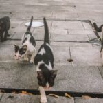 Приют для кошек в Алматы: обзор учреждений и как вы можете им помочь